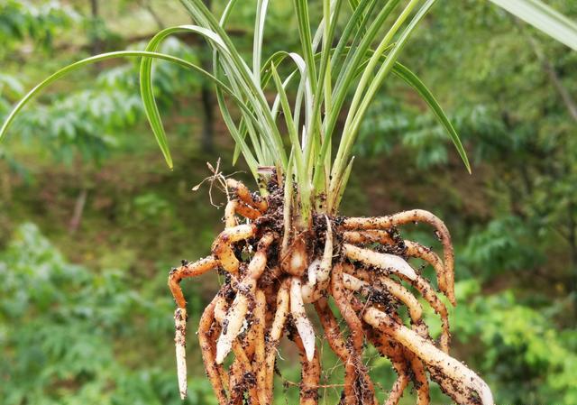 新栽的兰花烂根了要怎样养护?