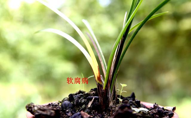 新栽的兰花烂根了要怎样养护?