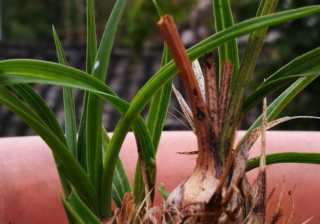 兰花假鳞茎干枯是什么原因？