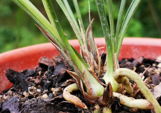 兰花假鳞茎干枯是什么原因？