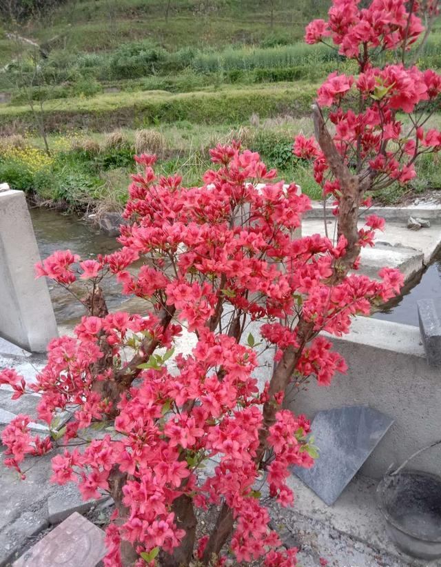 映山红第二年的桩能施肥吗？