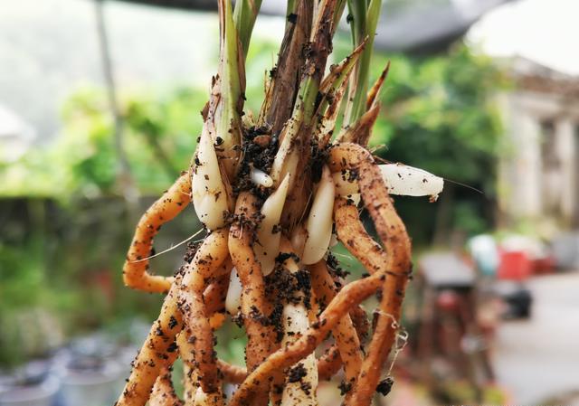 刚上盆的兰花适合施肥吗？