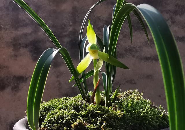 刚上盆的兰花适合施肥吗？