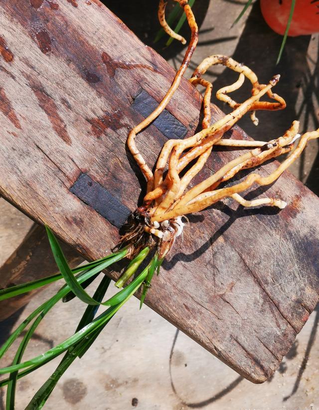 刚上盆的兰花适合施肥吗？