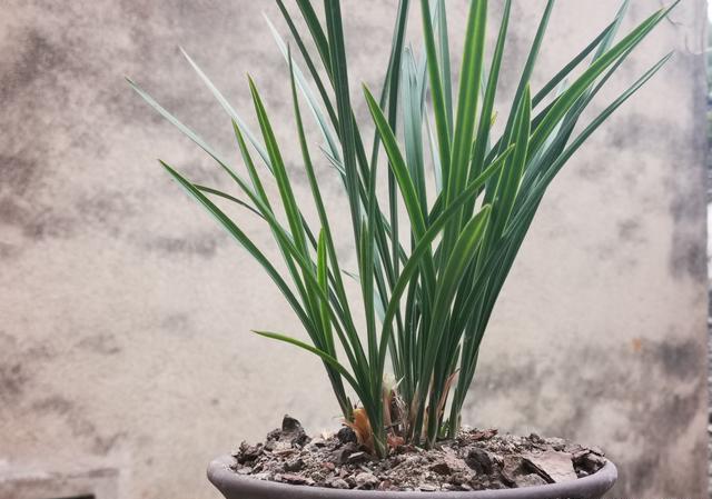 刚上盆的兰花适合施肥吗？