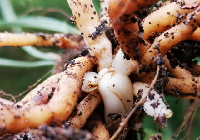 兰花发新芽时施缓释肥行吗?