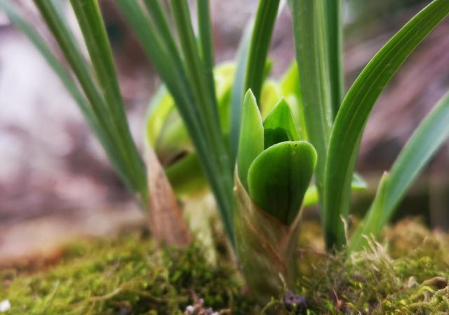 刚上盆的兰花适合施肥吗？