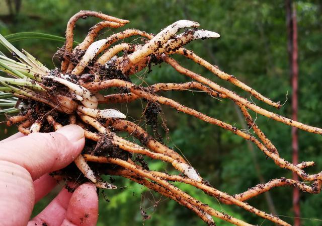 兰花发新芽时施缓释肥行吗?