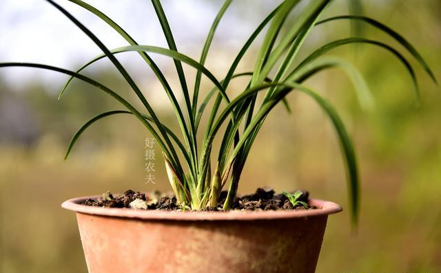 刚上盆的兰花适合施肥吗？