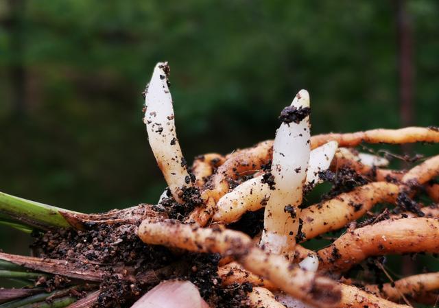 兰花发新芽时施缓释肥行吗?