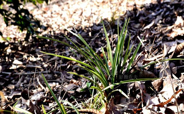 刚上盆的兰花适合施肥吗？