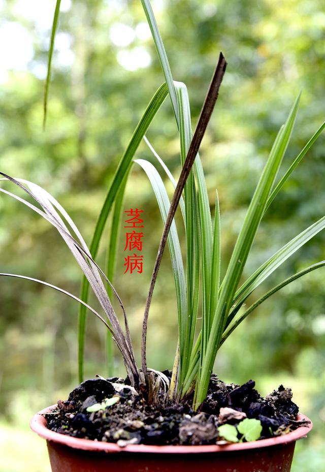 茎腐病怎么处理?