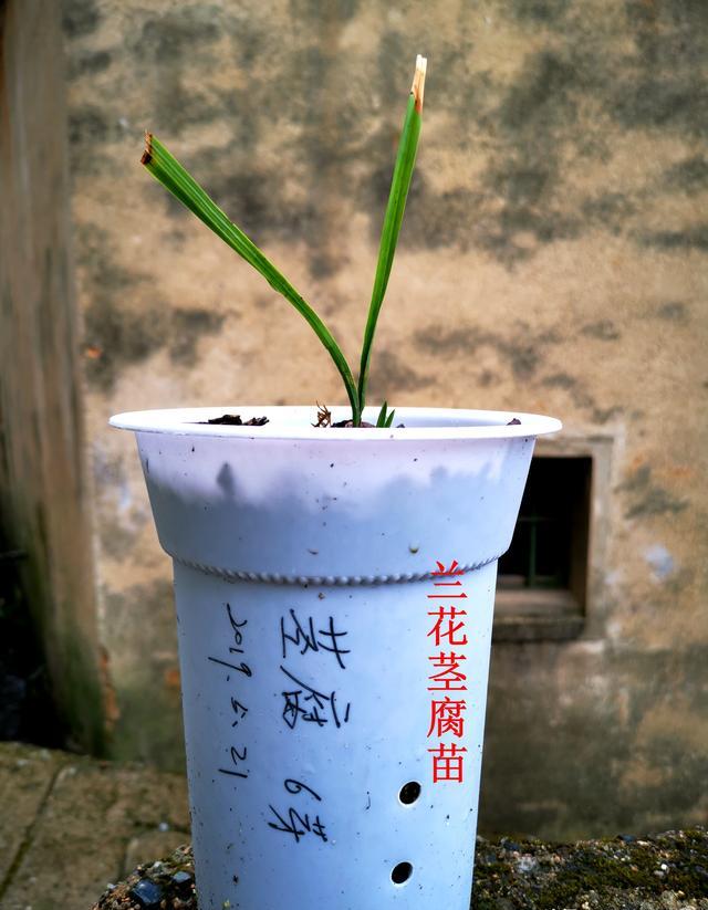 茎腐病怎么处理?