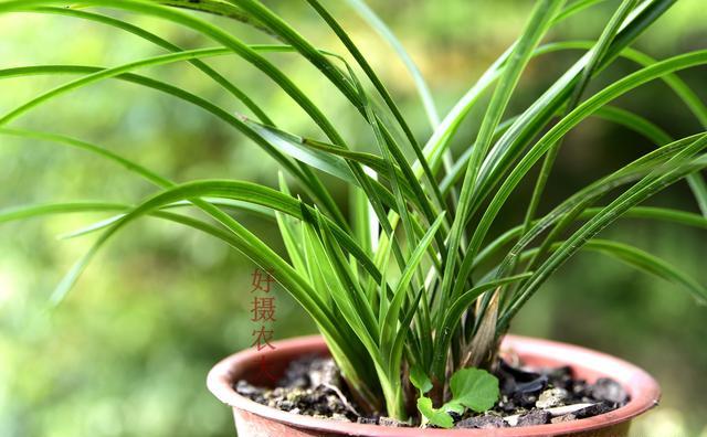 兰花叶子上小白点是什么，该用什么药？