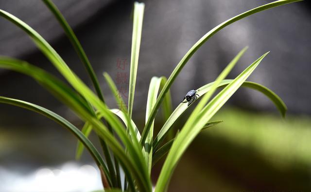 兰花叶子上小白点是什么，该用什么药？