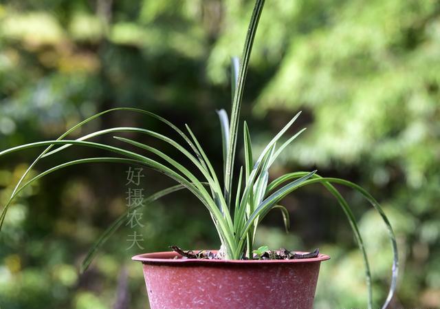 兰花叶子上小白点是什么，该用什么药？