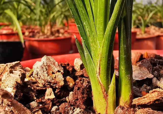 兰花前垄苗叶夹干了是怎么回事？