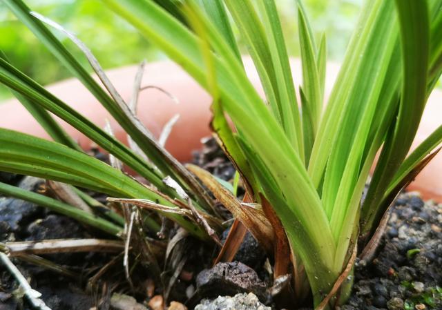 兰花前垄苗叶夹干了是怎么回事？