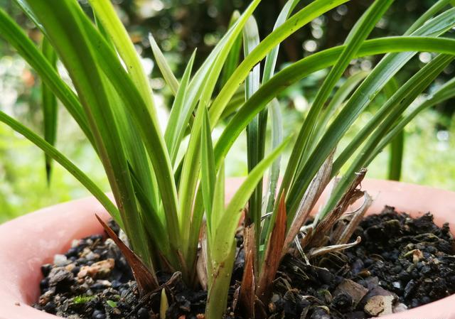 兰花前垄苗叶夹干了是怎么回事？