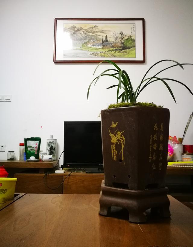 兰花养在室内最容易出现的哪些问题?