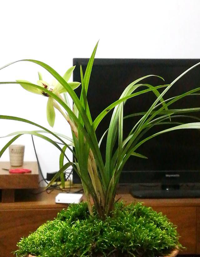 兰花养在室内最容易出现的哪些问题?