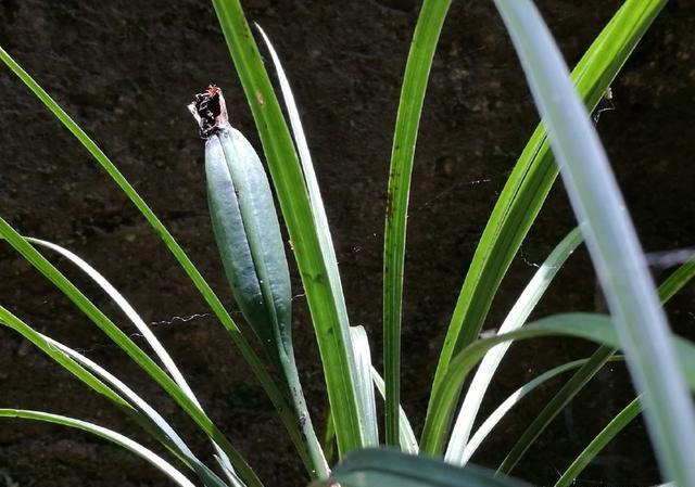 兰草花果可以做花种吗?