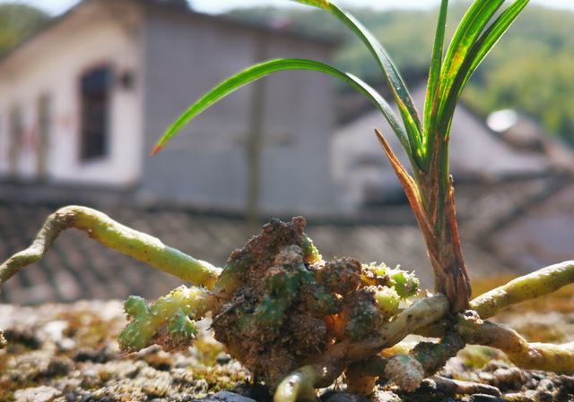 兰草花果可以做花种吗?