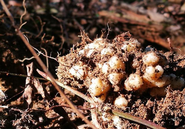 兰草花果可以做花种吗?