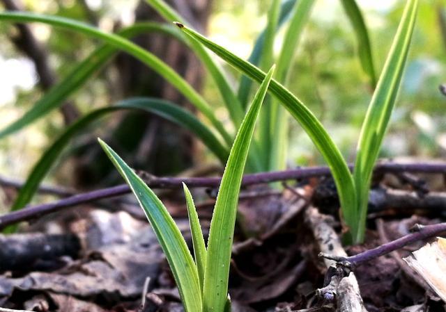 兰草花果可以做花种吗?