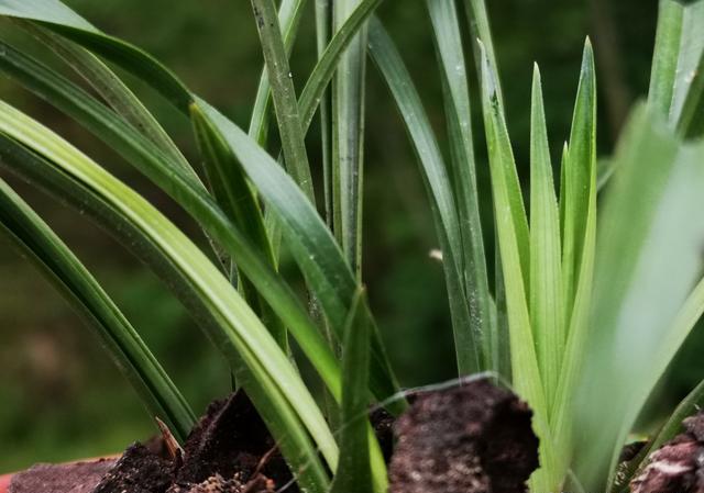 兰花植料里有很小很小的白虫子请问用什么杀虫剂？谢谢了？