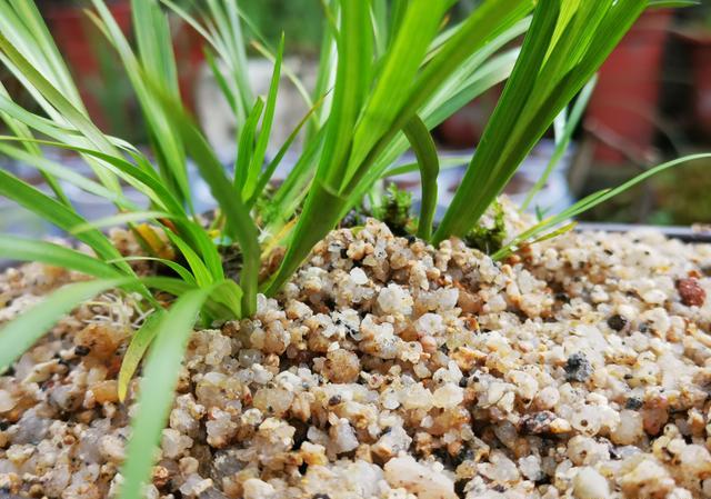 兰花植料里有很小很小的白虫子请问用什么杀虫剂？谢谢了？