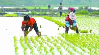 专家说少用化肥农药，农业就能高质量发展，化肥农药减量该怎么减？