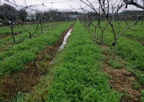 专家说少用化肥农药，农业就能高质量发展，化肥农药减量该怎么减？