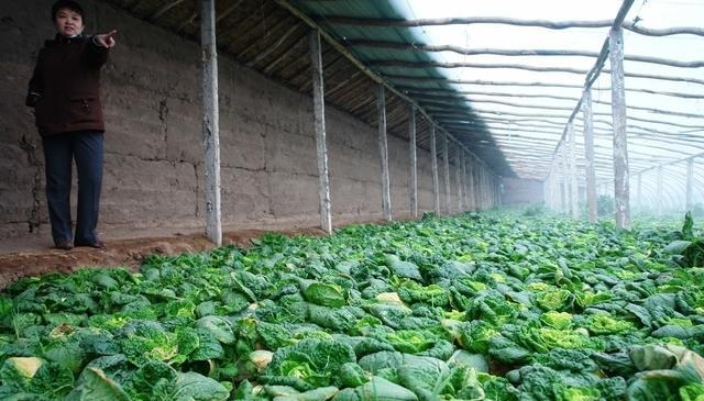 比去年一亩多100多元，肥料涨到这个价格，是买还是不买？