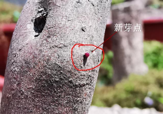 映山红下山桩多久可以施有机肥？