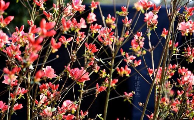 怎样养映山红花多？