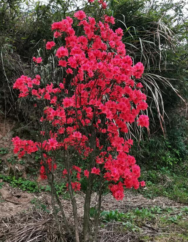 怎样养映山红花多？