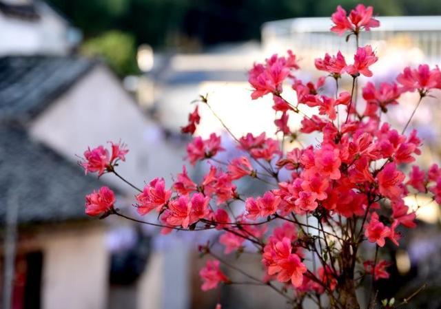 映山红用什么土种植合适？