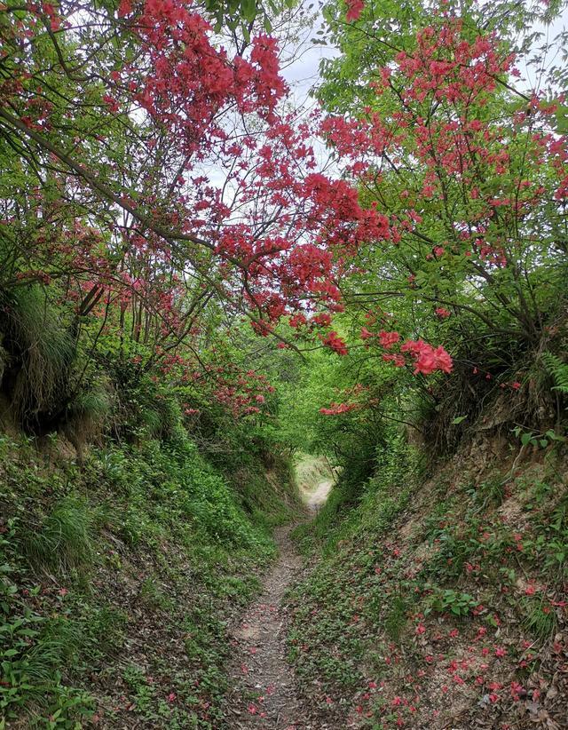 映山红用什么土种植合适？