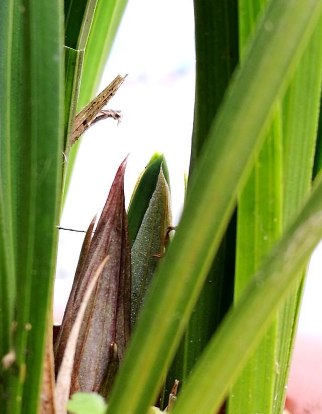 种兰花需要掌握哪些要点？枯叶是怎么回事？有方法治吗？