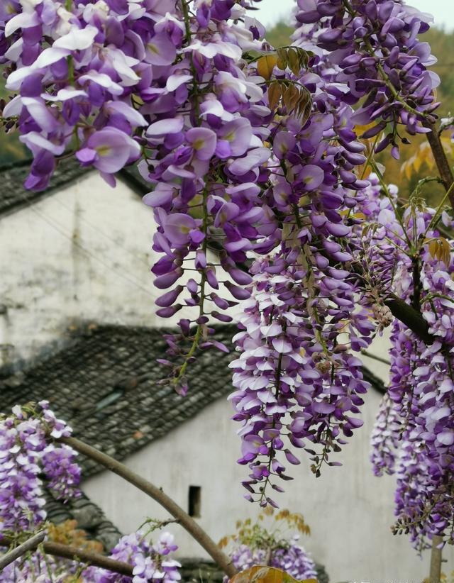 种植树桩为什么要用河沙？