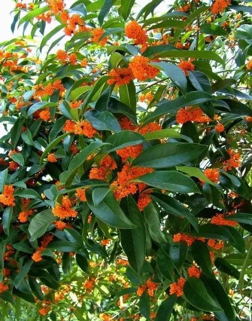 今年桂花树不开花不知道是什么原因，是气候问题吗？