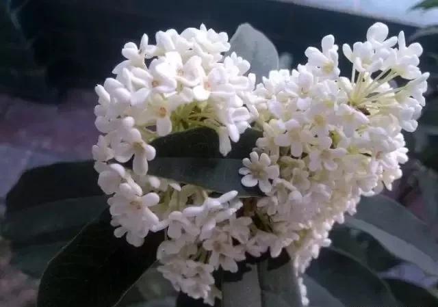 今年桂花树不开花不知道是什么原因，是气候问题吗？