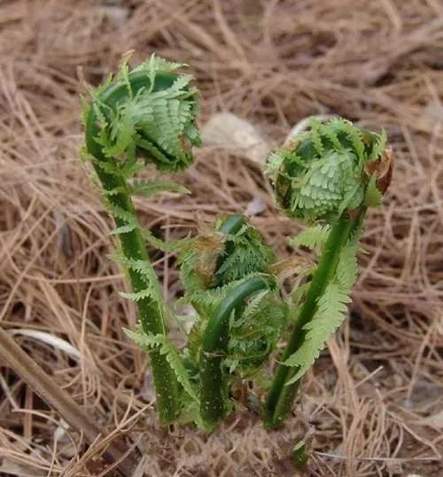 农村种植什么野菜不愁销路？