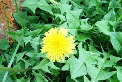 农村种植什么野菜不愁销路？