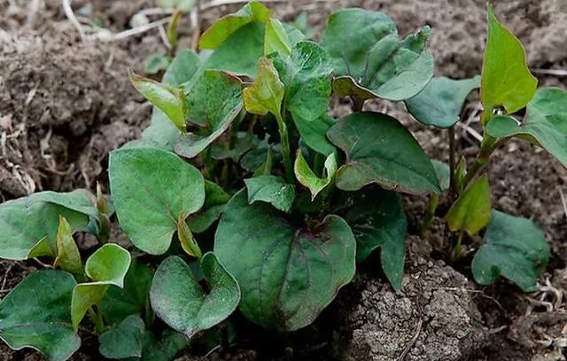 农村种植什么野菜不愁销路？