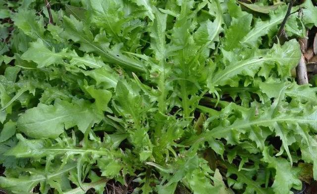 农村种植什么野菜不愁销路？
