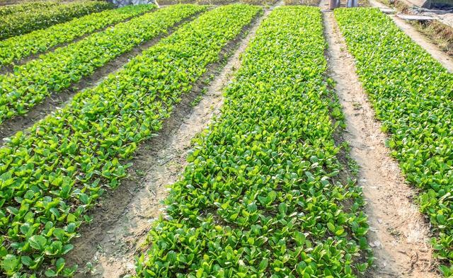 种植小白菜，追肥时用什么肥料比较好？