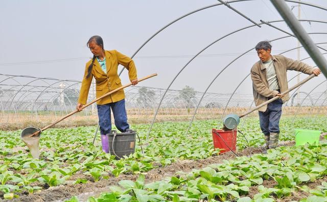 种植小白菜，追肥时用什么肥料比较好？