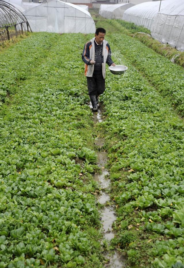 种植小白菜，追肥时用什么肥料比较好？